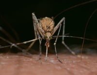 Mosquito-Borne Diseases